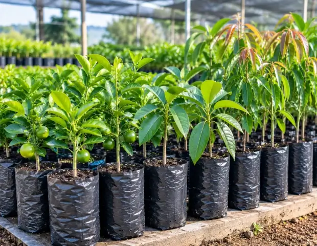 Bolsas para viveros y producción de plántulas frutales